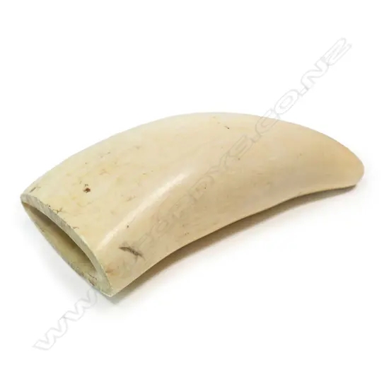 A large whales tooth,